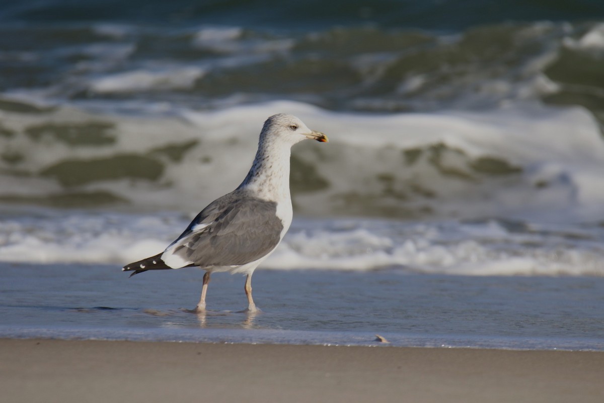 Lesser Black-backed Gull - ML644882095