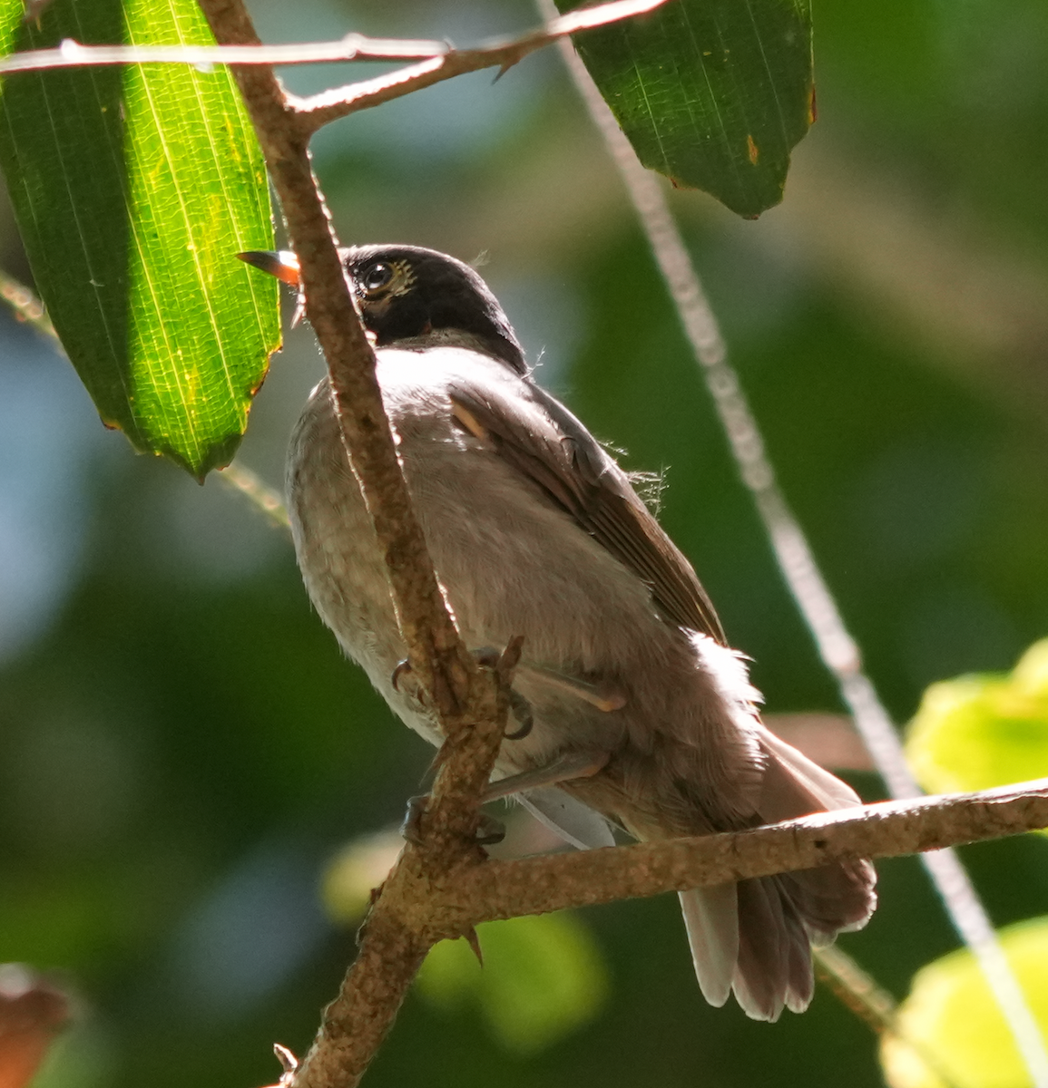 Bridled Honeyeater - ML644882100