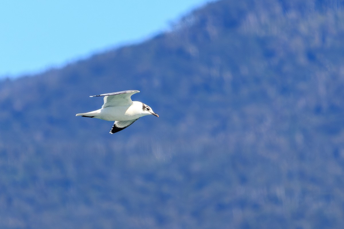 שחף אפור-זנב - ML644882107