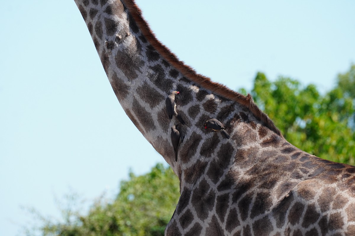 rødnebboksehakker - ML644882114