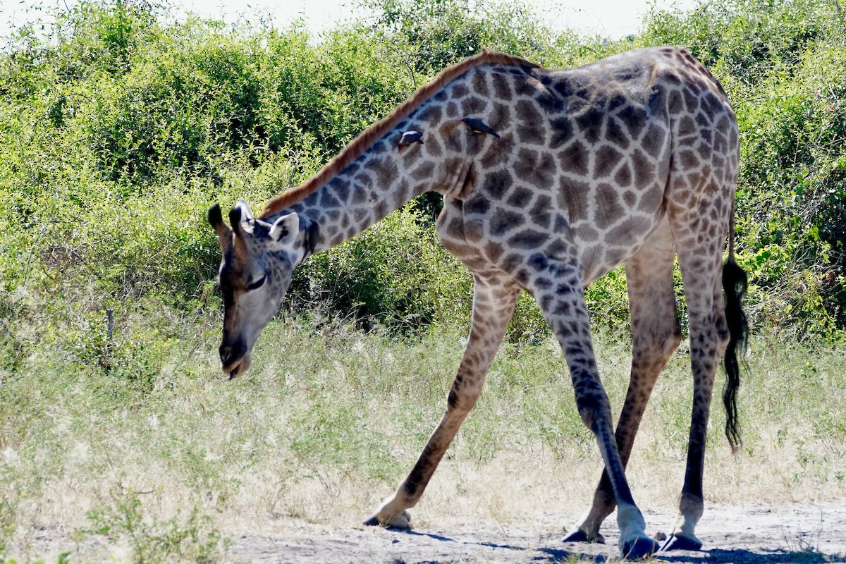 rødnebboksehakker - ML644882115