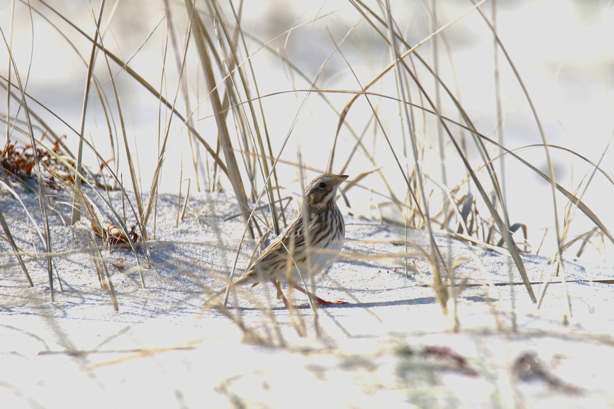Savannah Sparrow (Ipswich) - ML644882121