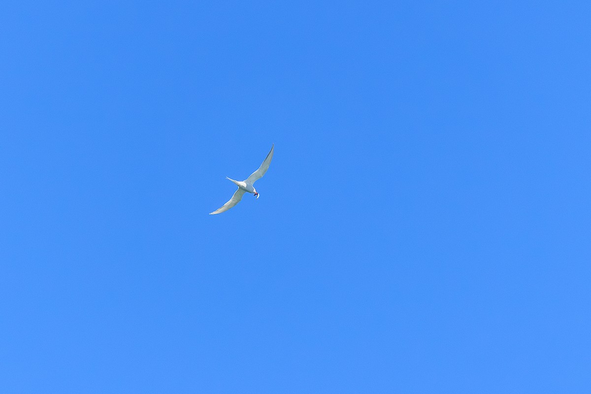 South American Tern - ML644882124