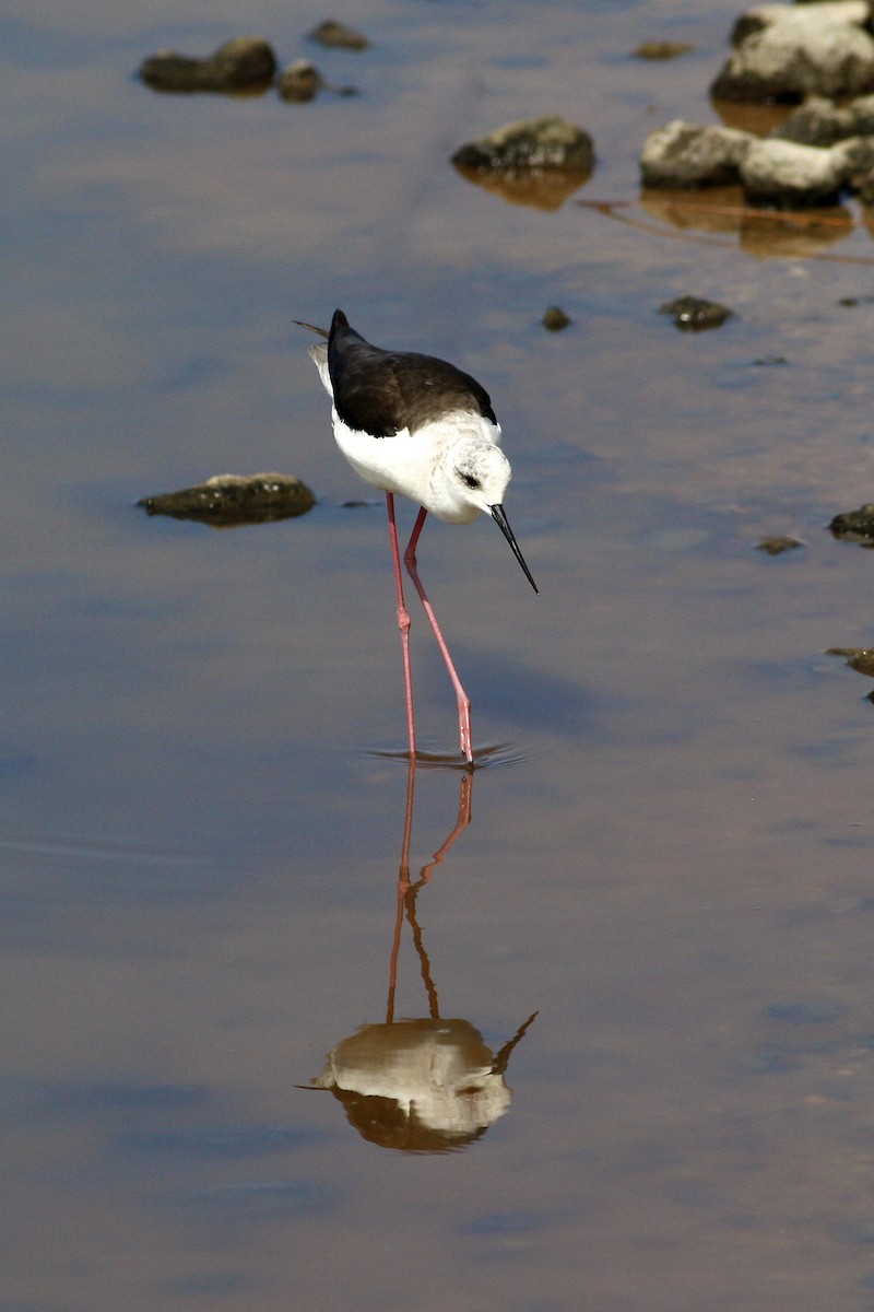 Black-winged Stilt - ML644882139