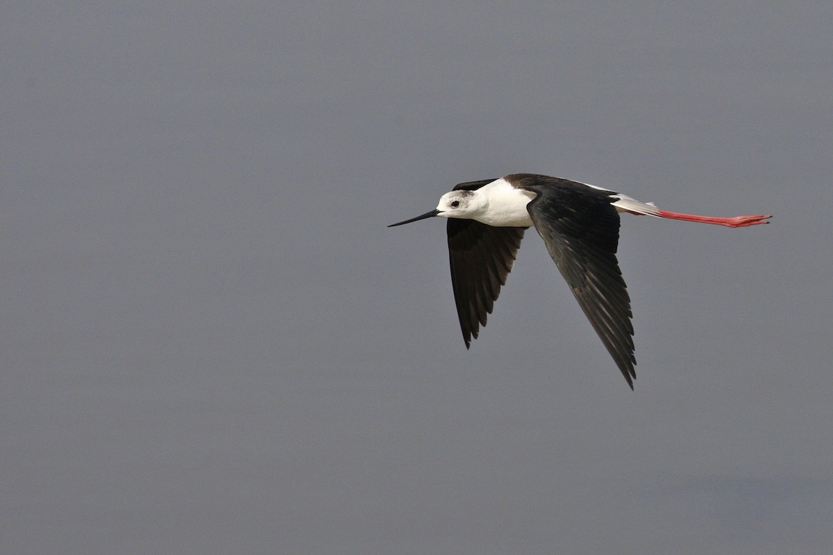 Black-winged Stilt - ML644882140