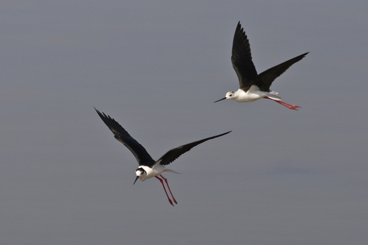 Black-winged Stilt - ML644882141