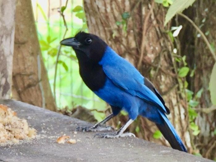 Azure Jay - ML644882142