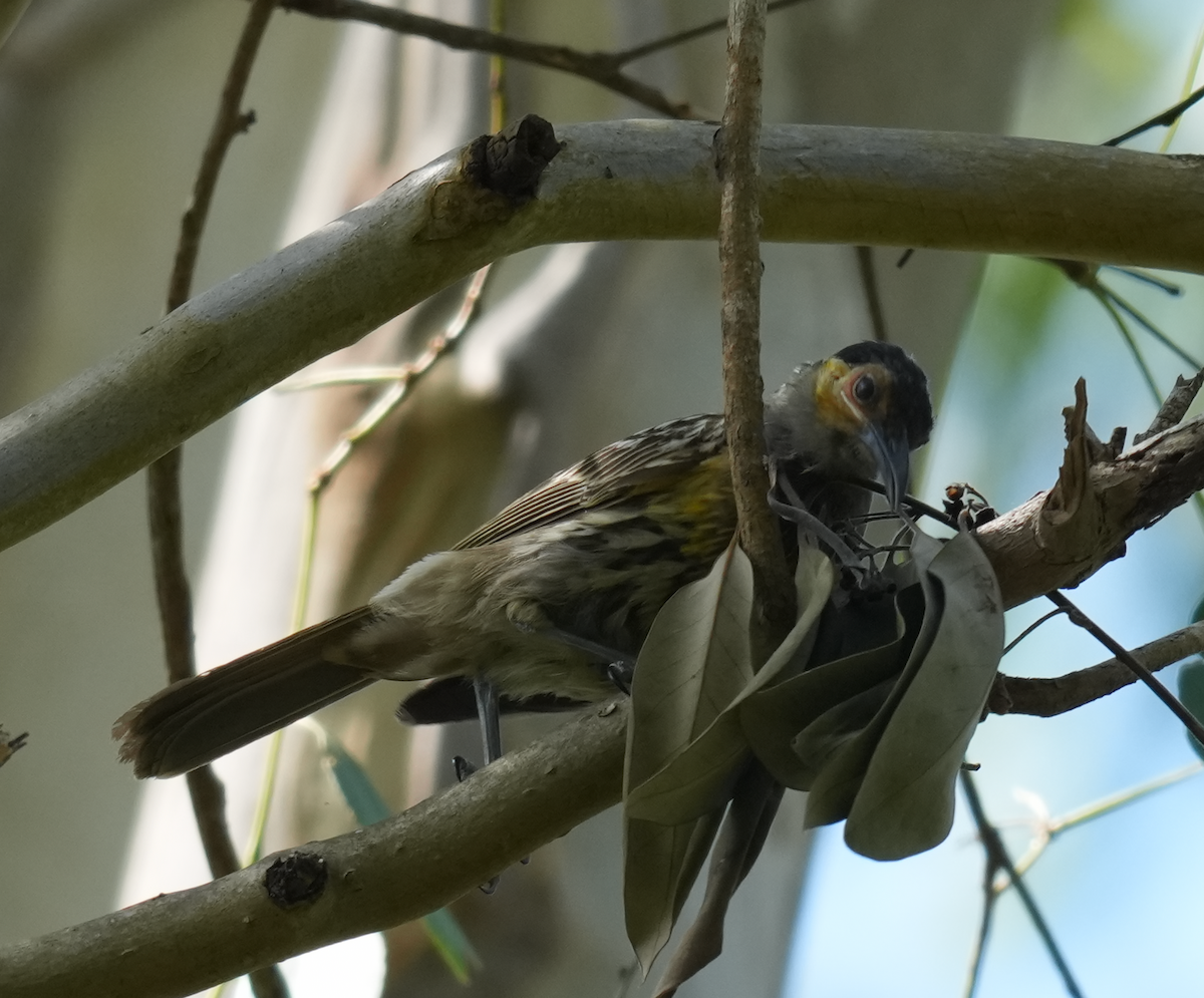 Macleay's Honeyeater - ML644882150