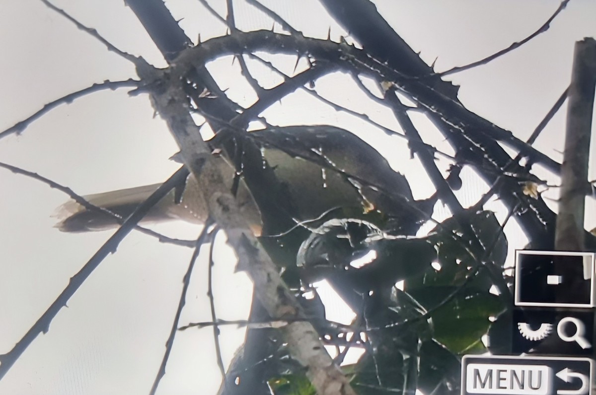 Spotted Greenbul - ML644882154