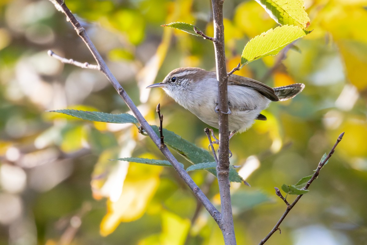 Troglodyte de Bewick - ML644882189