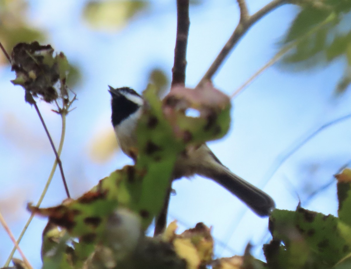 Carolina Chickadee - ML644882206