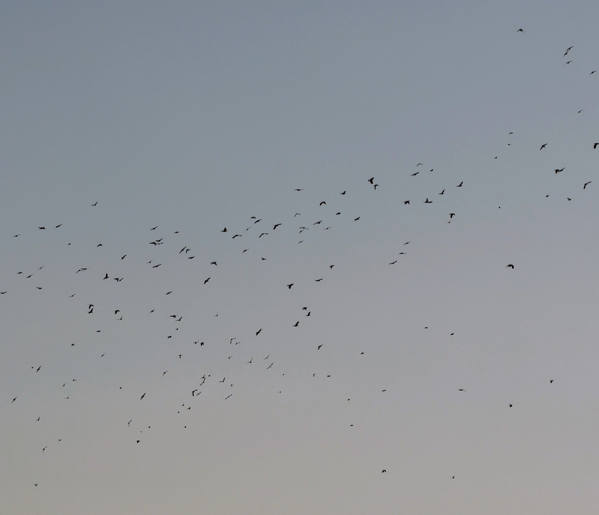 Red-winged Blackbird - ML644882208