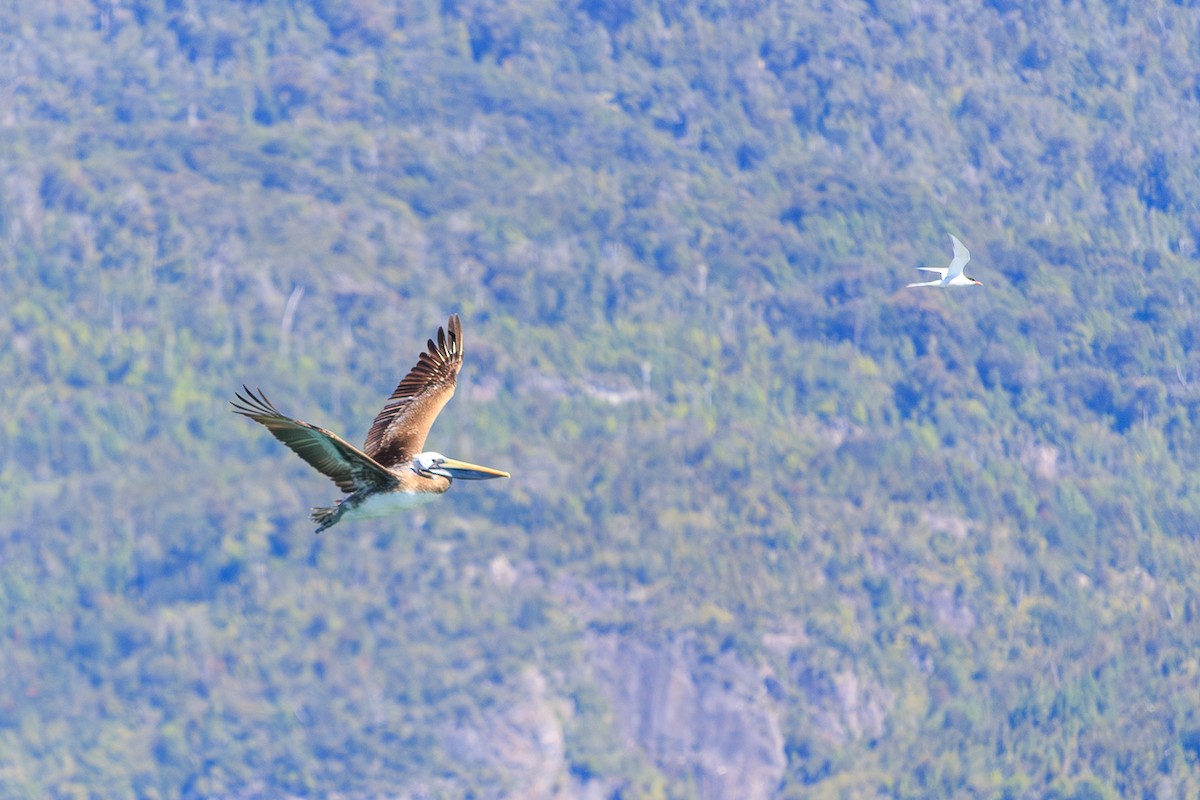 Peruvian Pelican - ML644882211