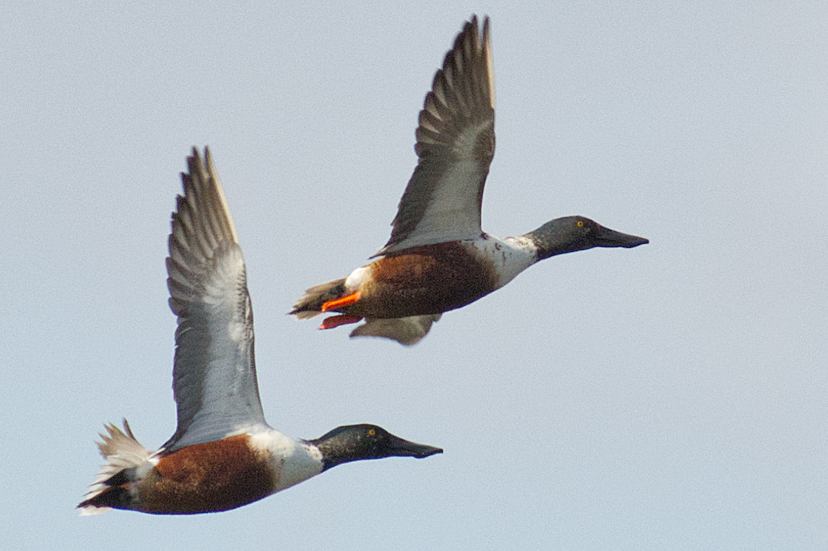 Northern Shoveler - ML644882212