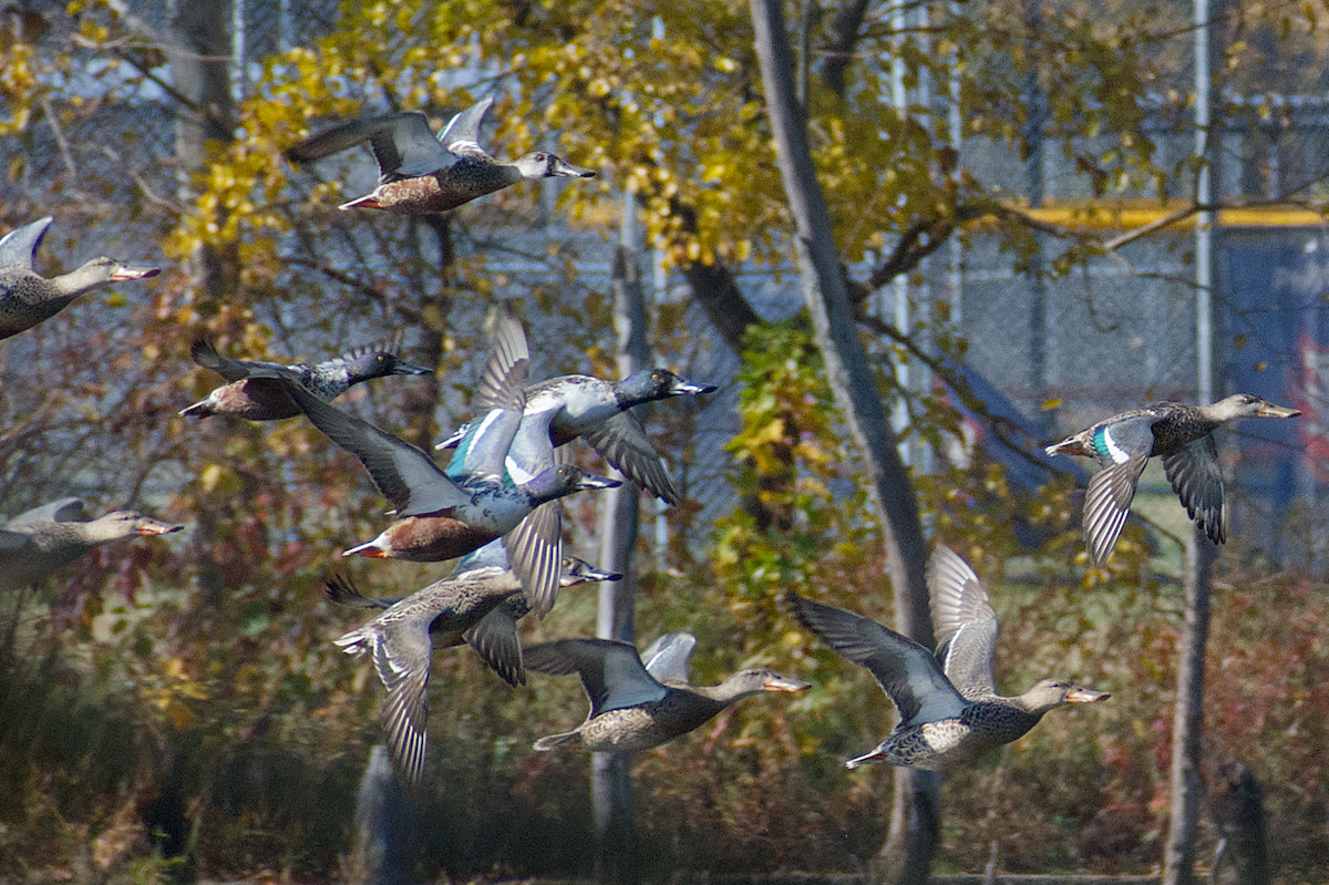 Northern Shoveler - ML644882213