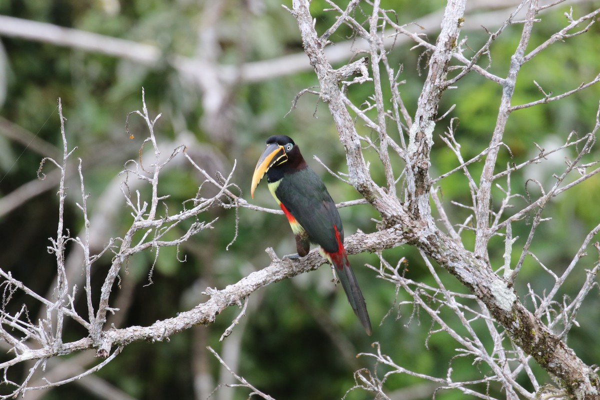 arassari hnědouchý - ML644882214