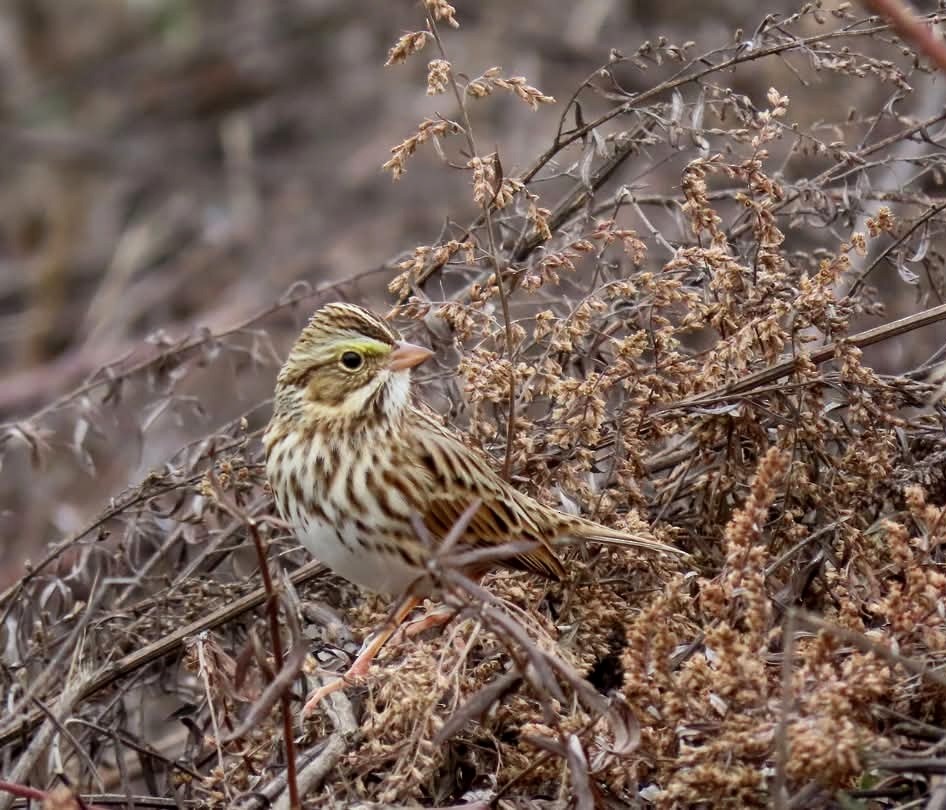 Savannah Sparrow - ML644882220