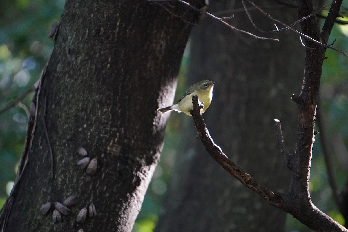Black-throated Blue Warbler - ML644882226