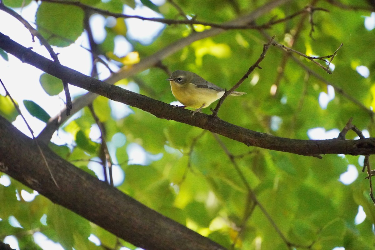Black-throated Blue Warbler - ML644882227