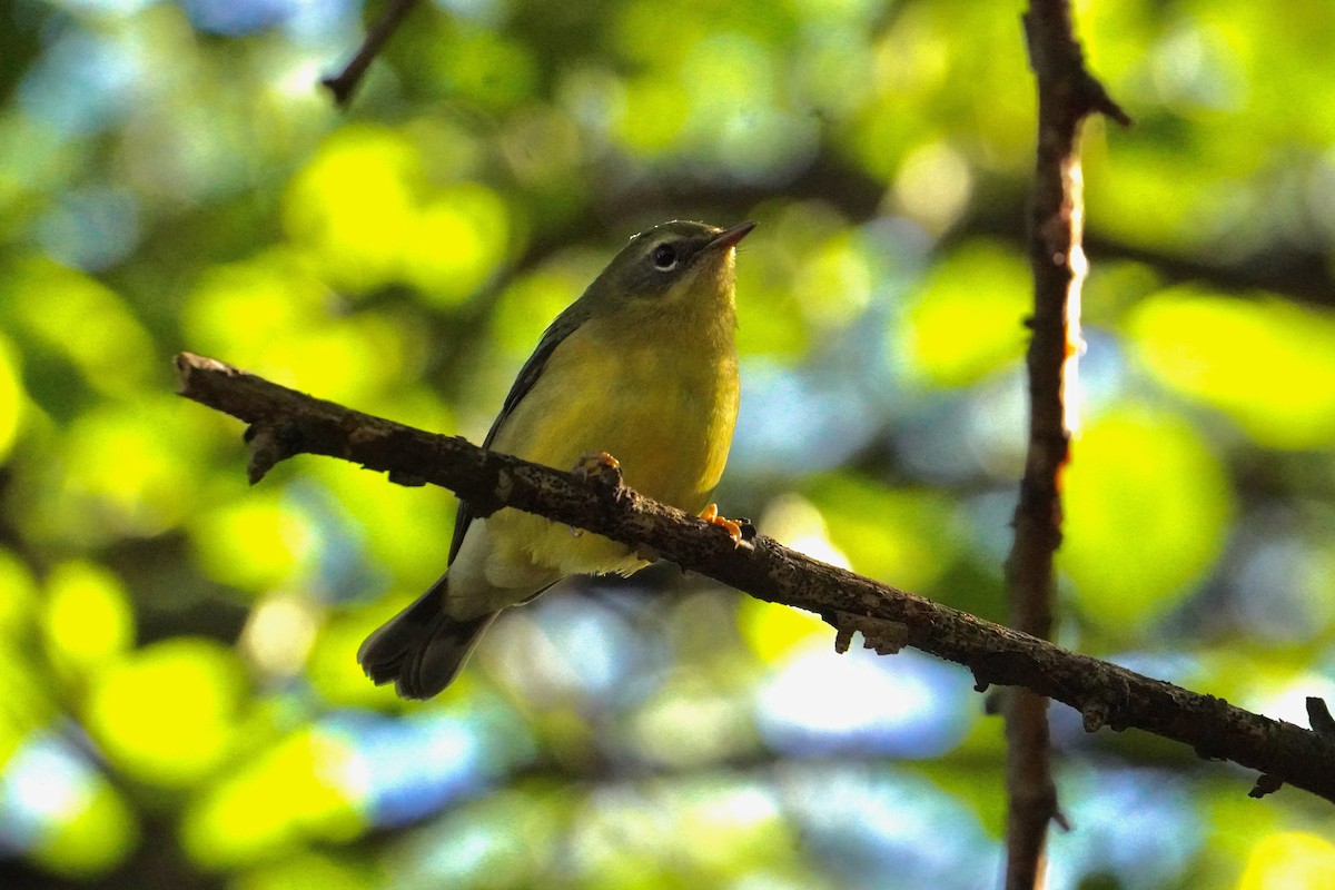 Black-throated Blue Warbler - ML644882228