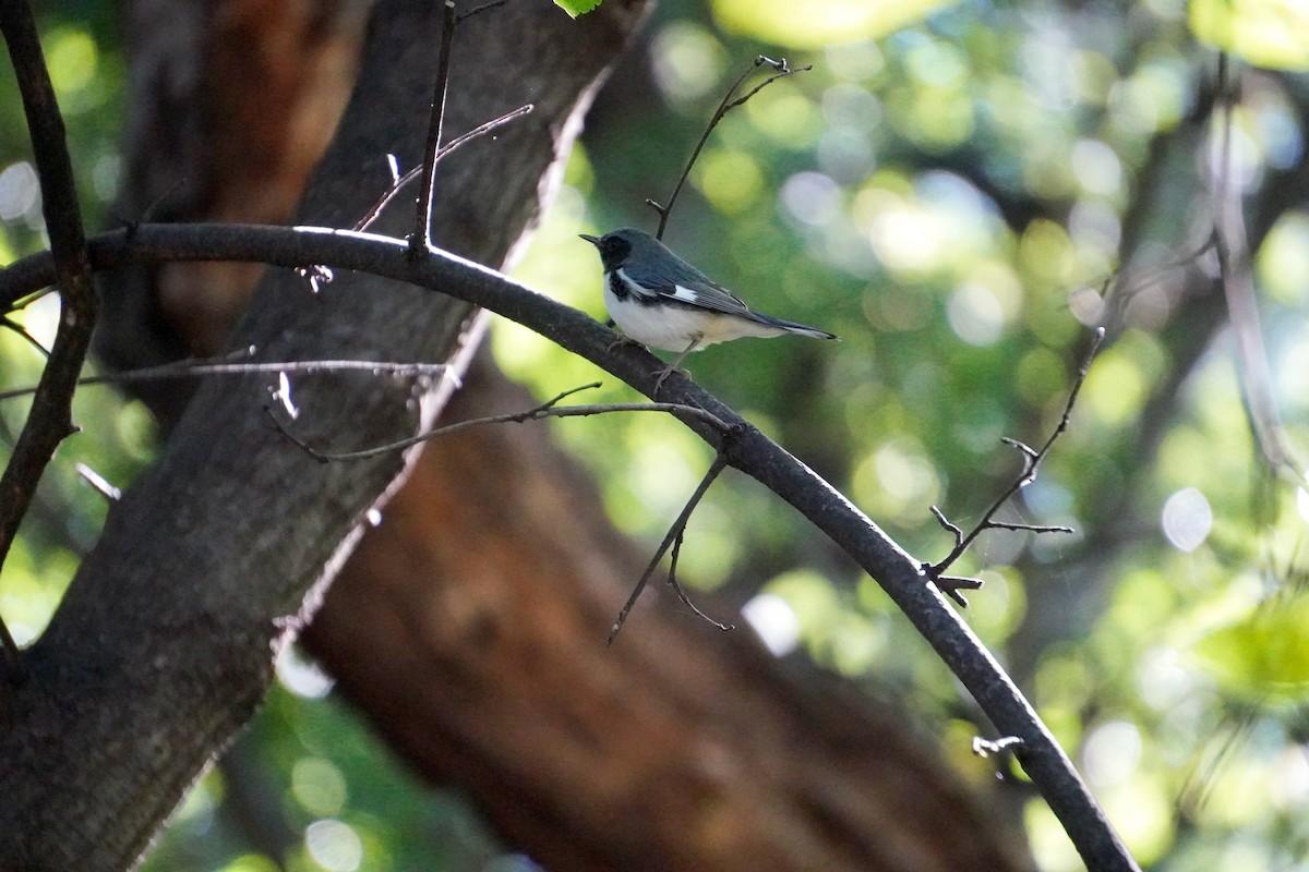 Black-throated Blue Warbler - ML644882229