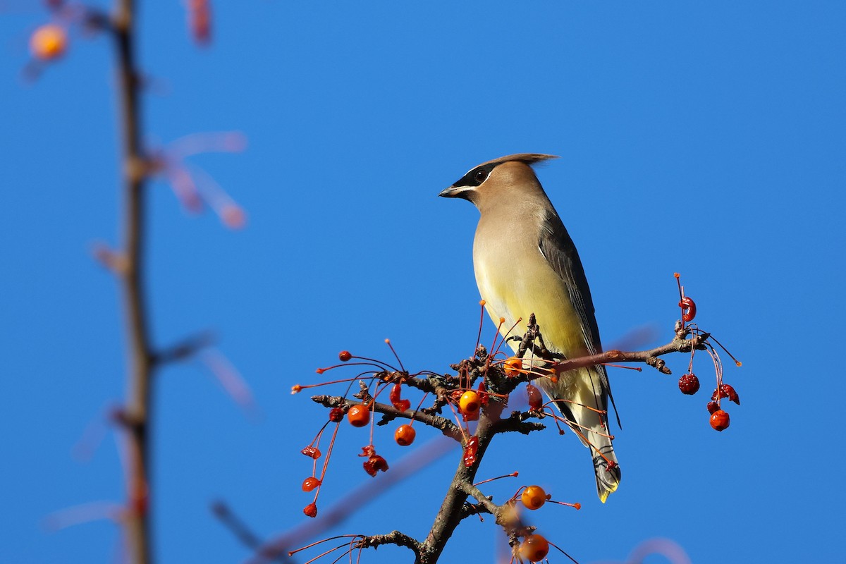 Jaseur d'Amérique - ML644882235