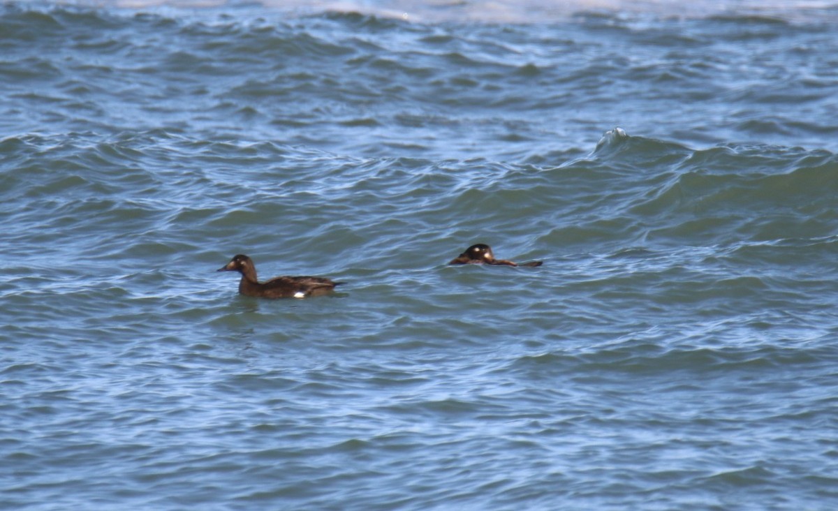 White-winged Scoter - ML644882238