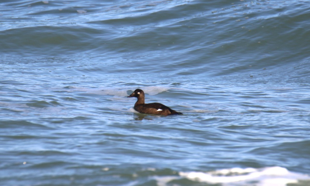White-winged Scoter - ML644882239