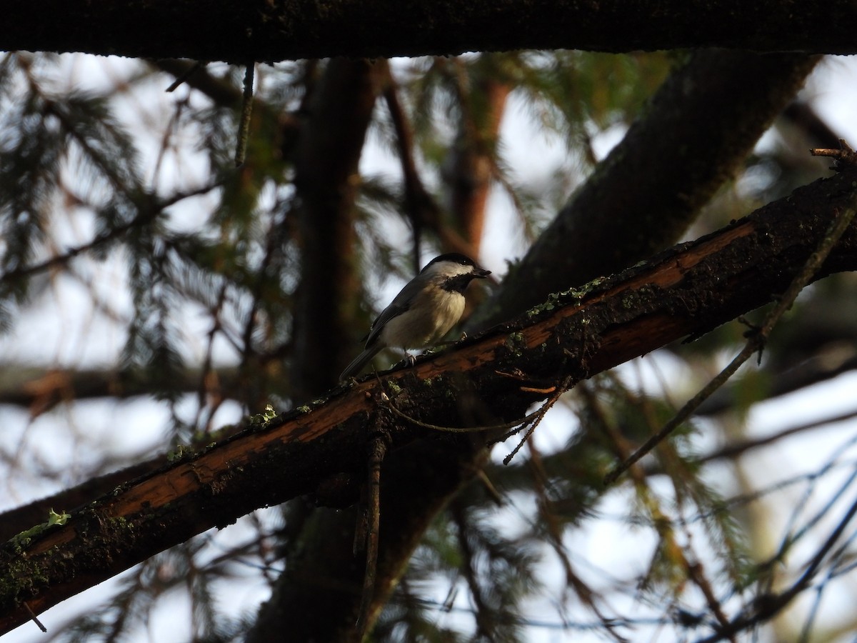 Carolina Chickadee - ML644882244