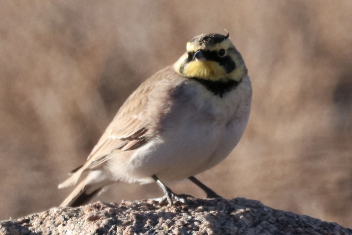 Жайворонок рогатий - ML644882249