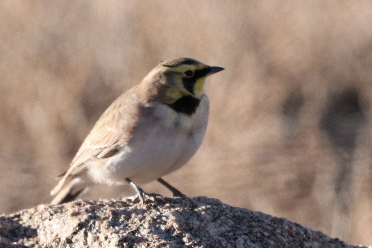 Жайворонок рогатий - ML644882250