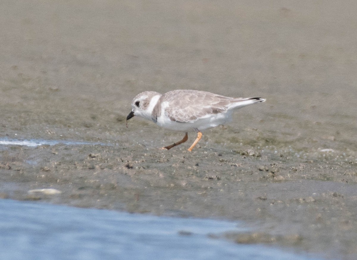 Flötenregenpfeifer - ML644882253