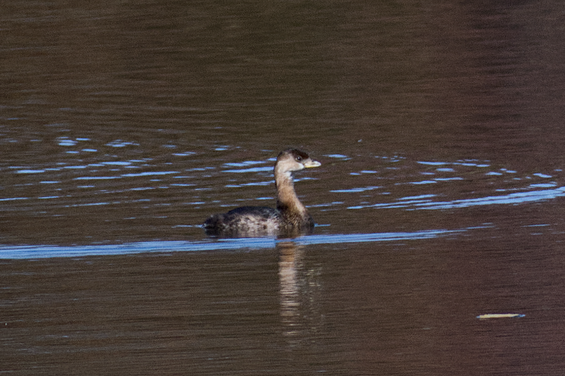Pied-billed Grebe - ML644882255