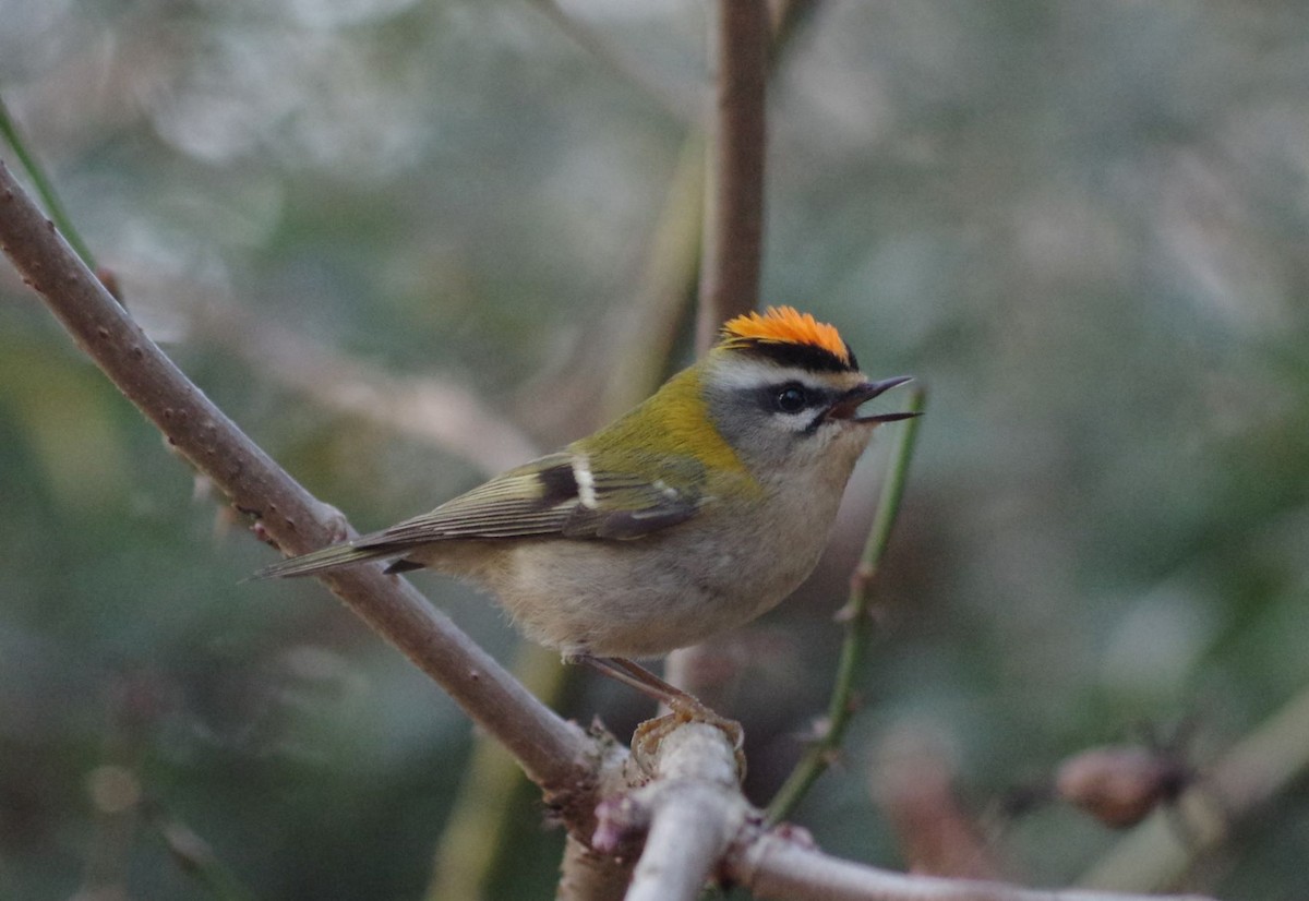 Common Firecrest - ML644882261