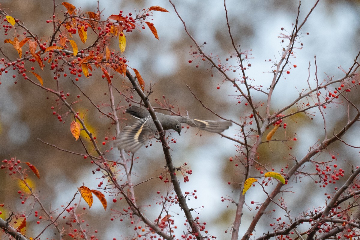 Townsend's Solitaire - ML644882263