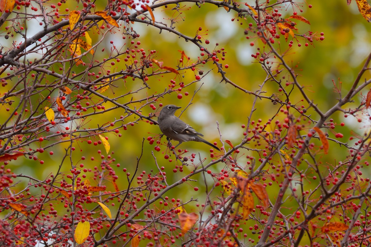 Townsend's Solitaire - ML644882264