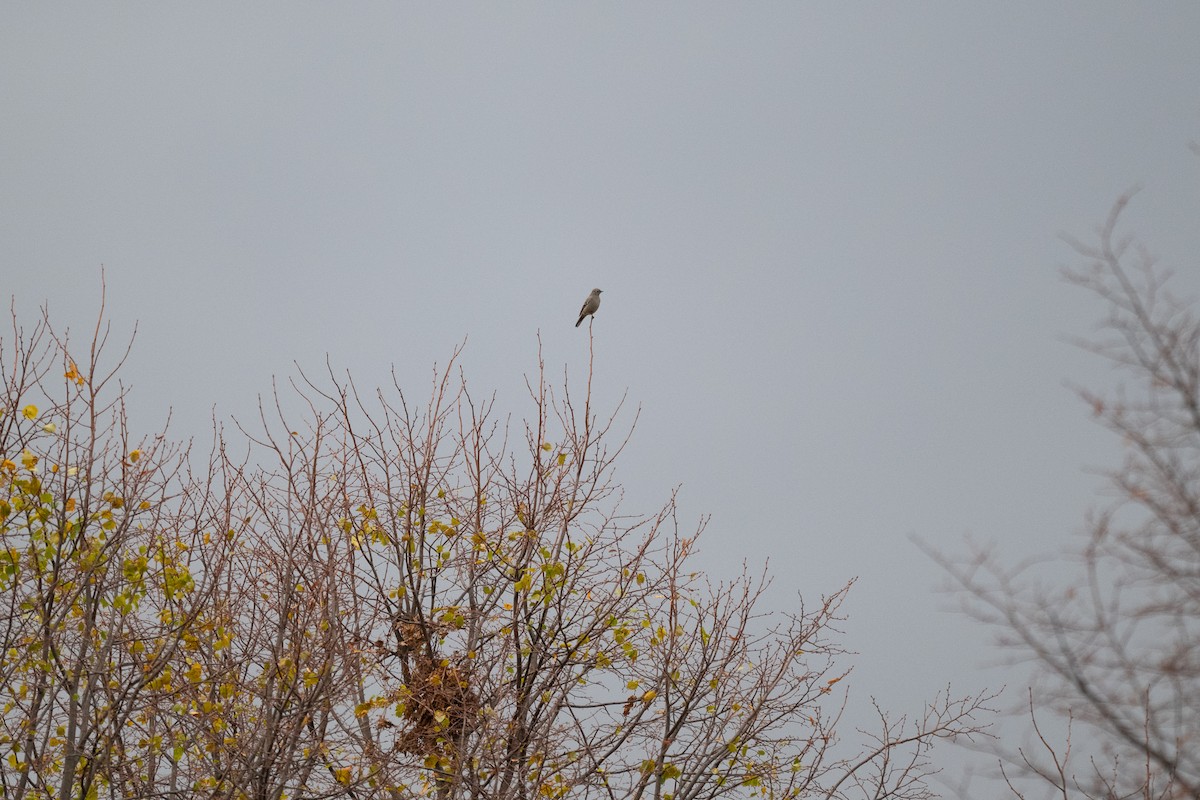 Townsend's Solitaire - ML644882265