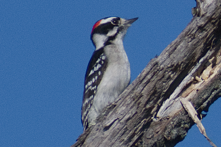 Dunenspecht - ML644882266