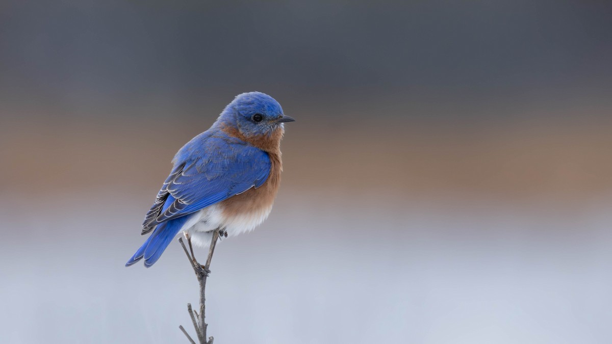 Eastern Bluebird - ML644882272