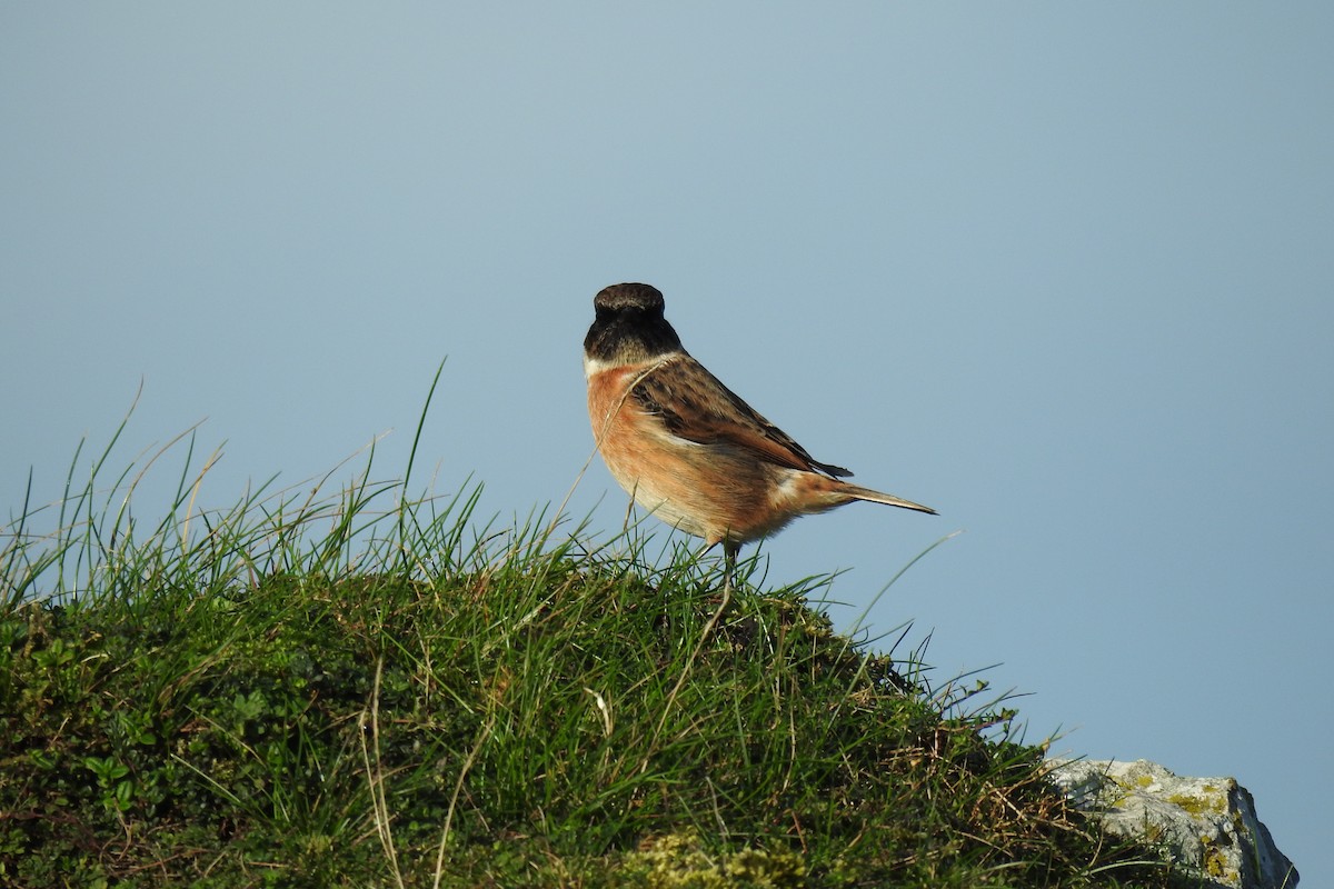 European Stonechat - ML644882275