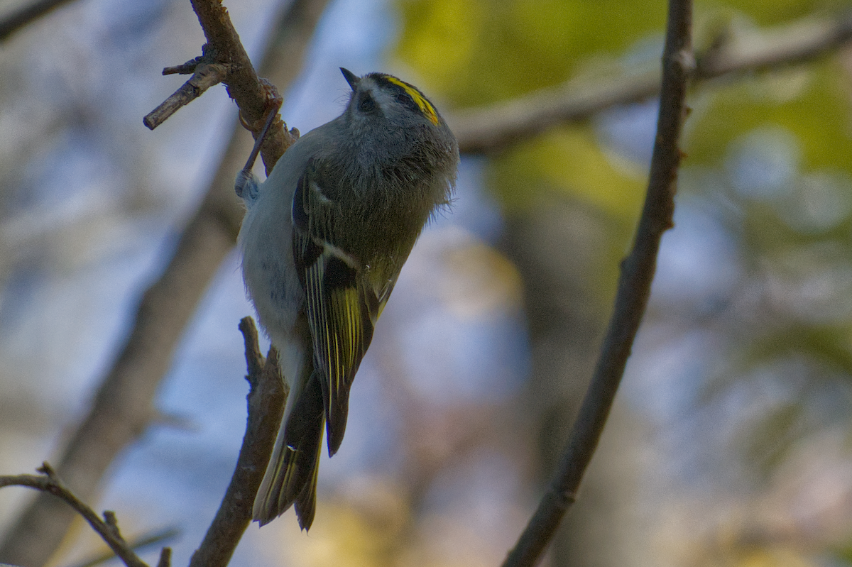 Golden-crowned Kinglet - ML644882276