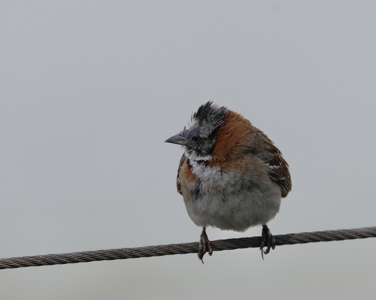 Morgenammer - ML644882277