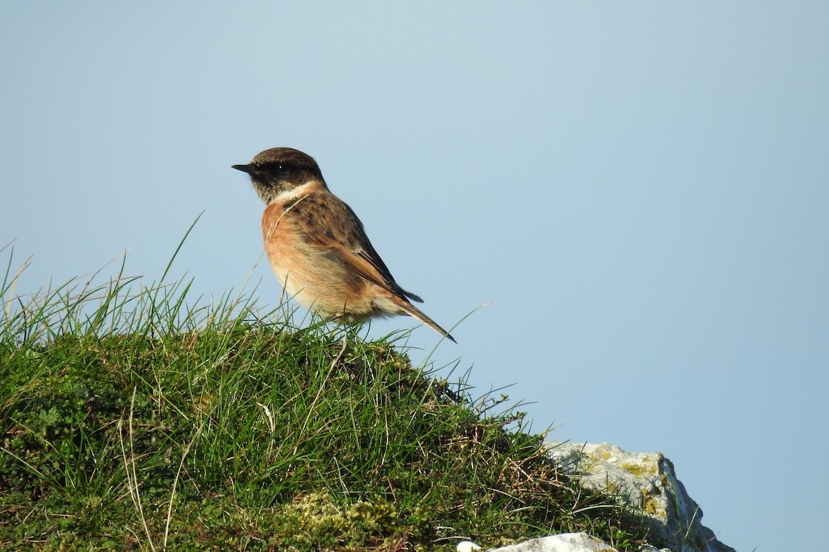 European Stonechat - ML644882286