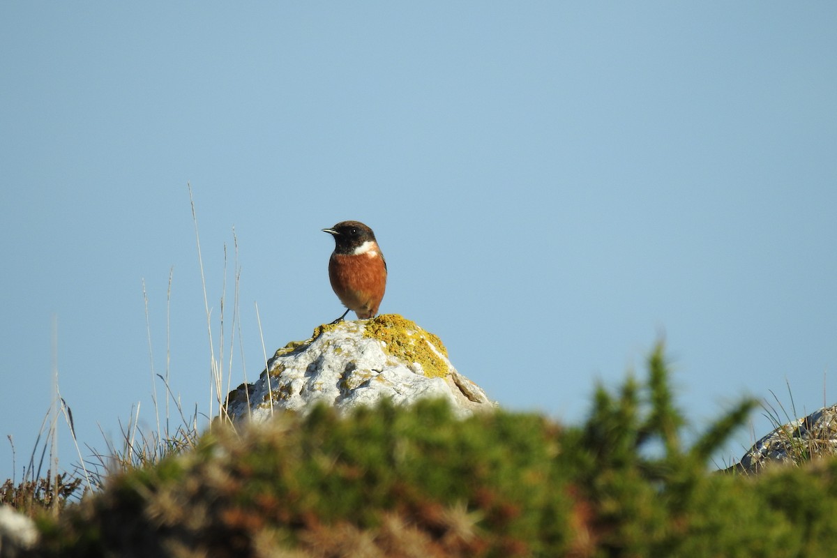 European Stonechat - ML644882299