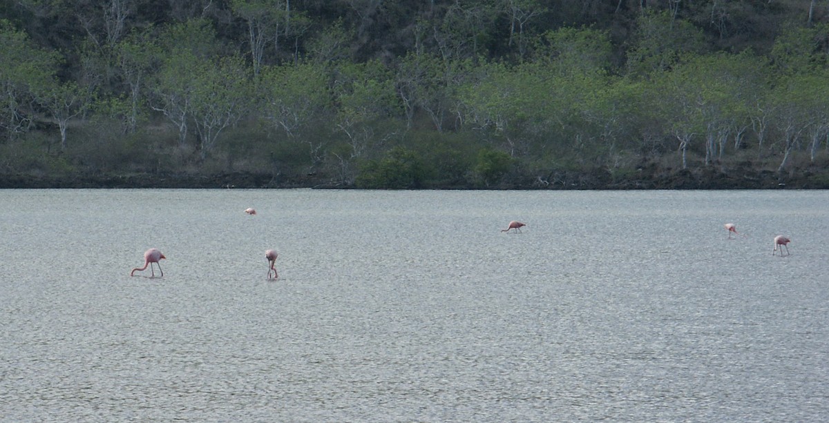 オオフラミンゴ - ML644882323