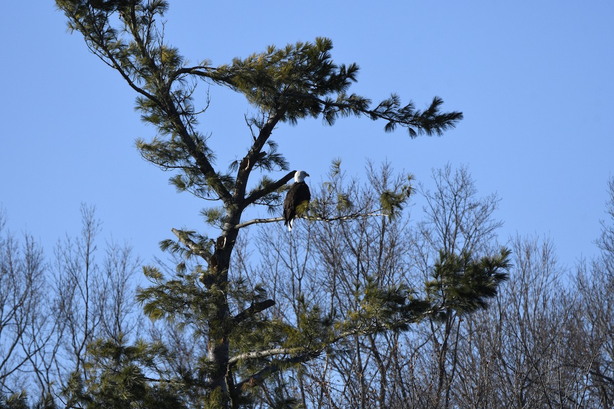 hvithodehavørn - ML644882327