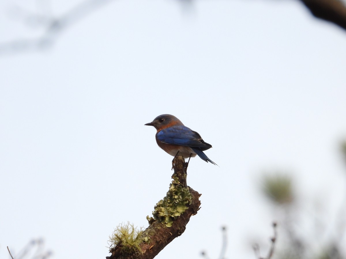 Eastern Bluebird - ML644882336