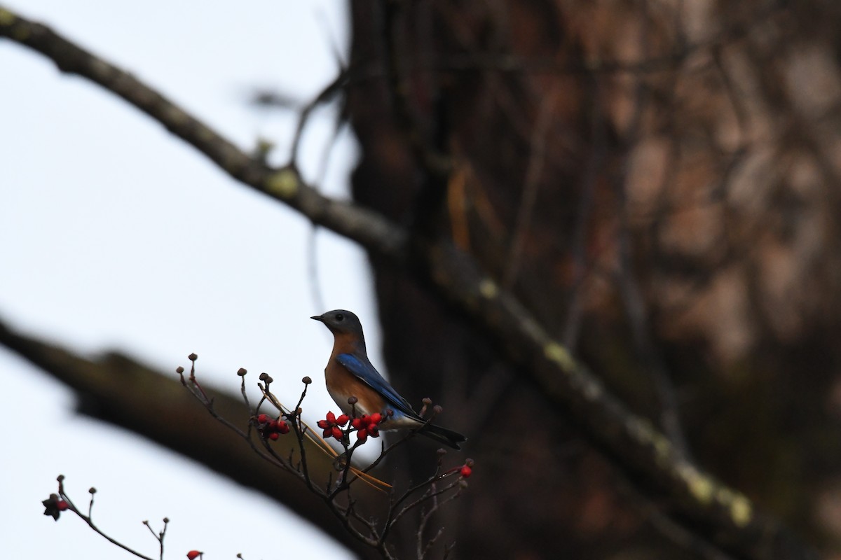 Eastern Bluebird - ML644882341