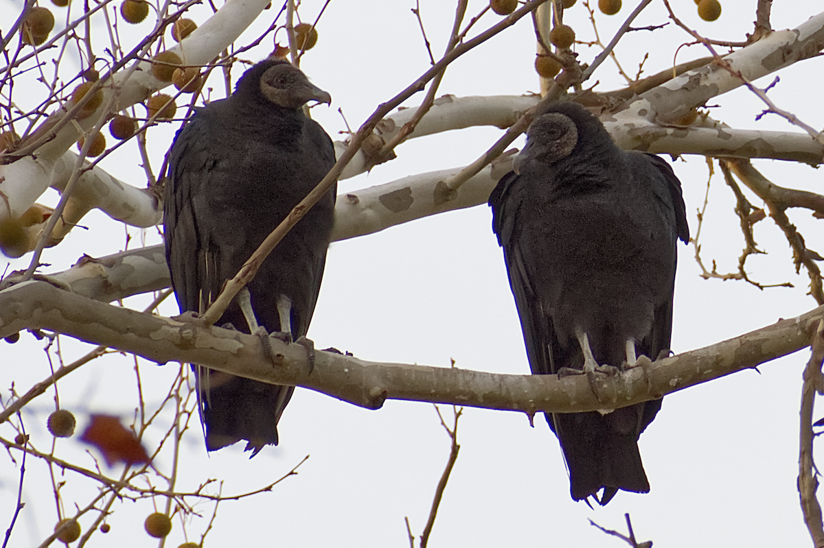Black Vulture - ML644882348