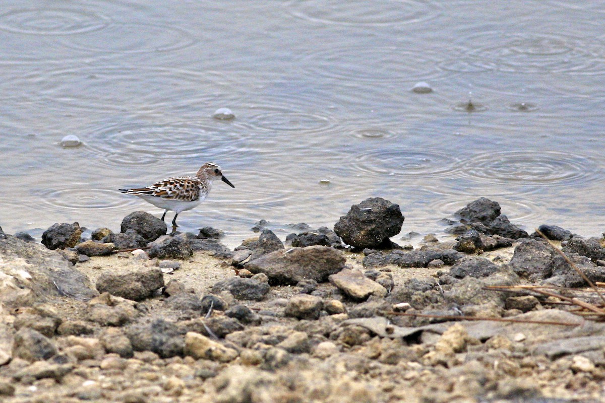 ヨーロッパトウネン - ML644882354